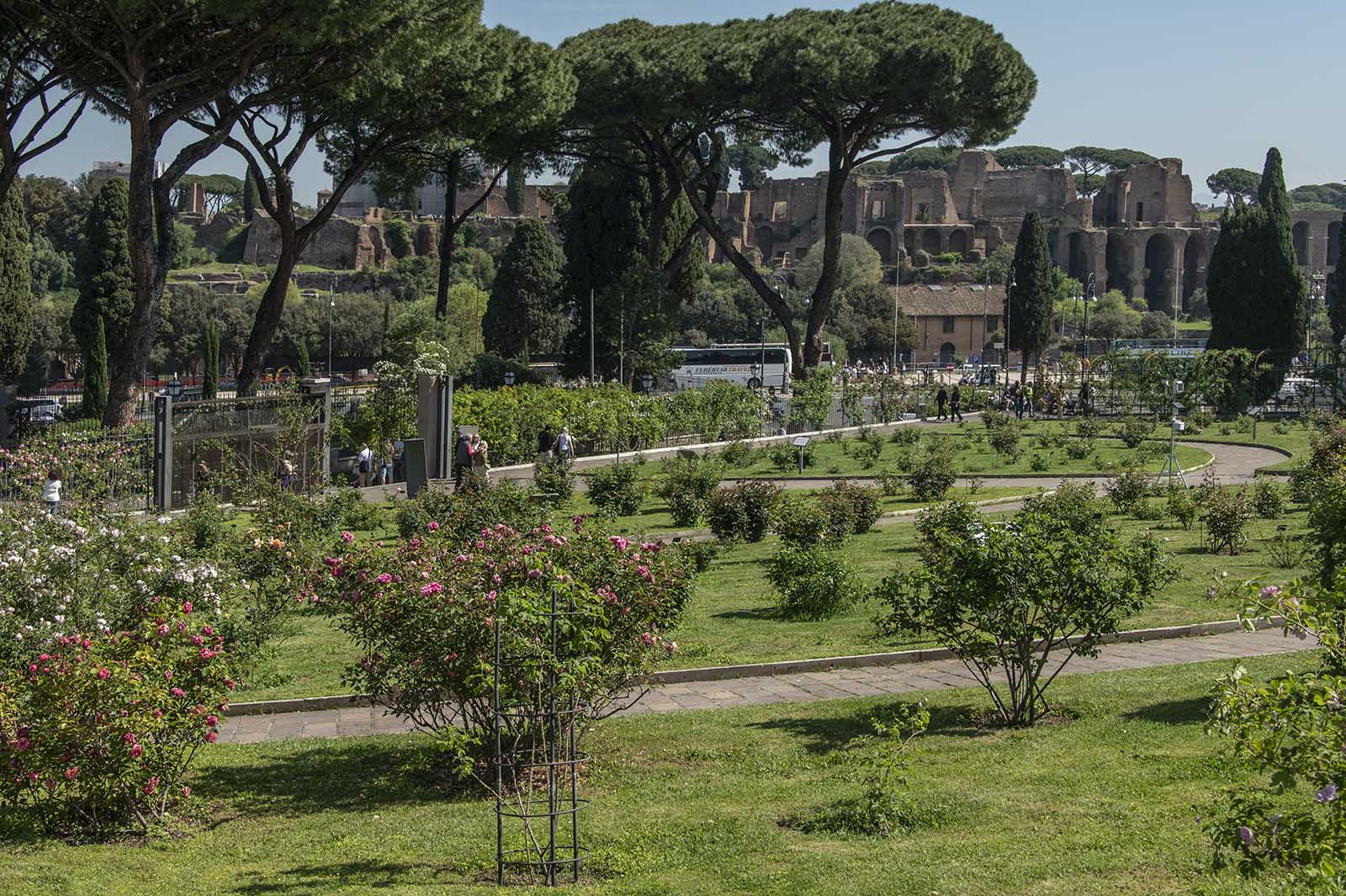 Panoramica del roseto con i resti del Palatino e del Circo Massimo