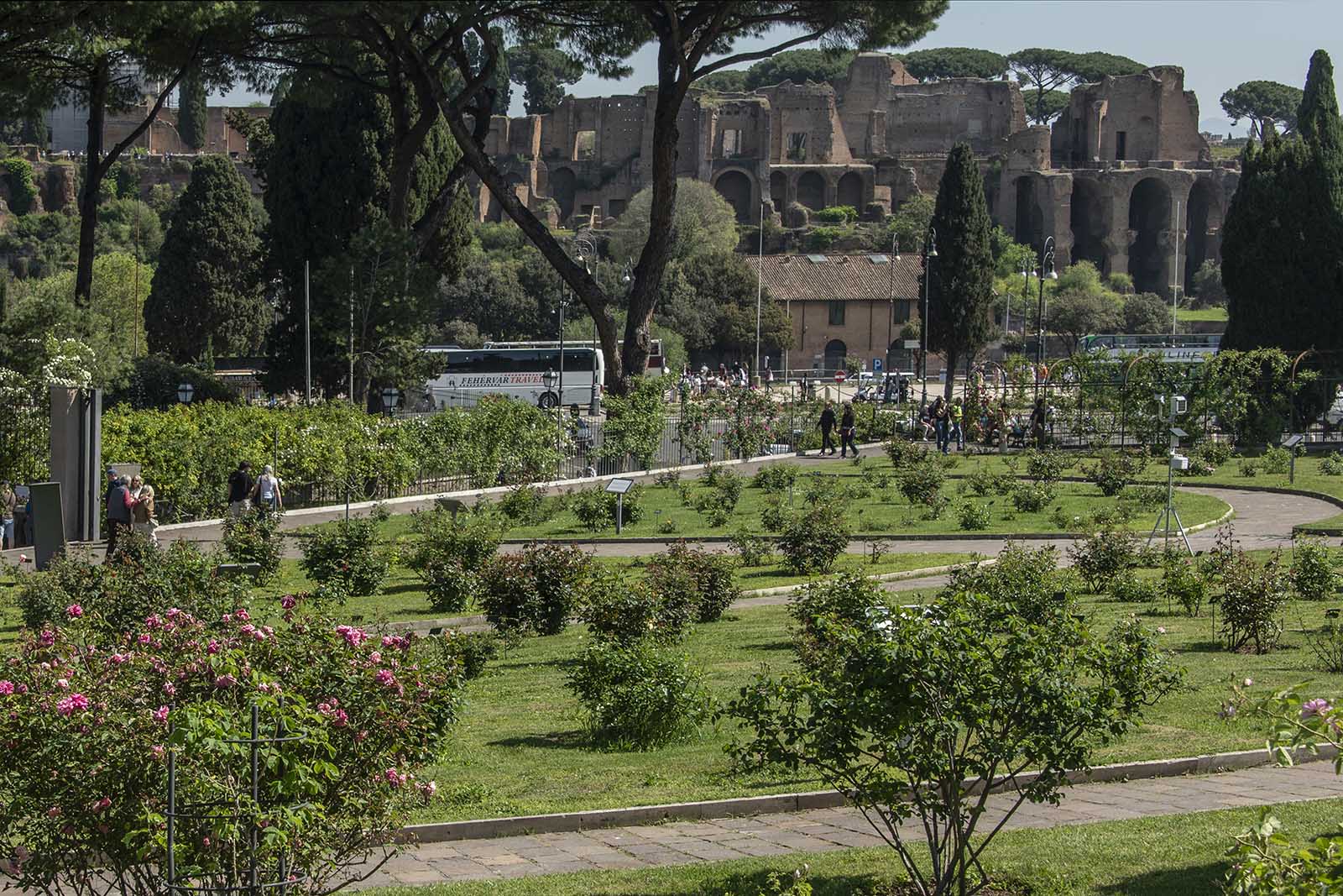 Panoramica del roseto con i resti del Palatino e del Circo Massimo
